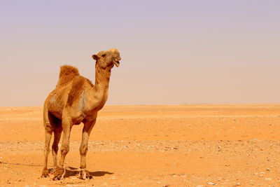 Camel standing on field against clear sky in desert