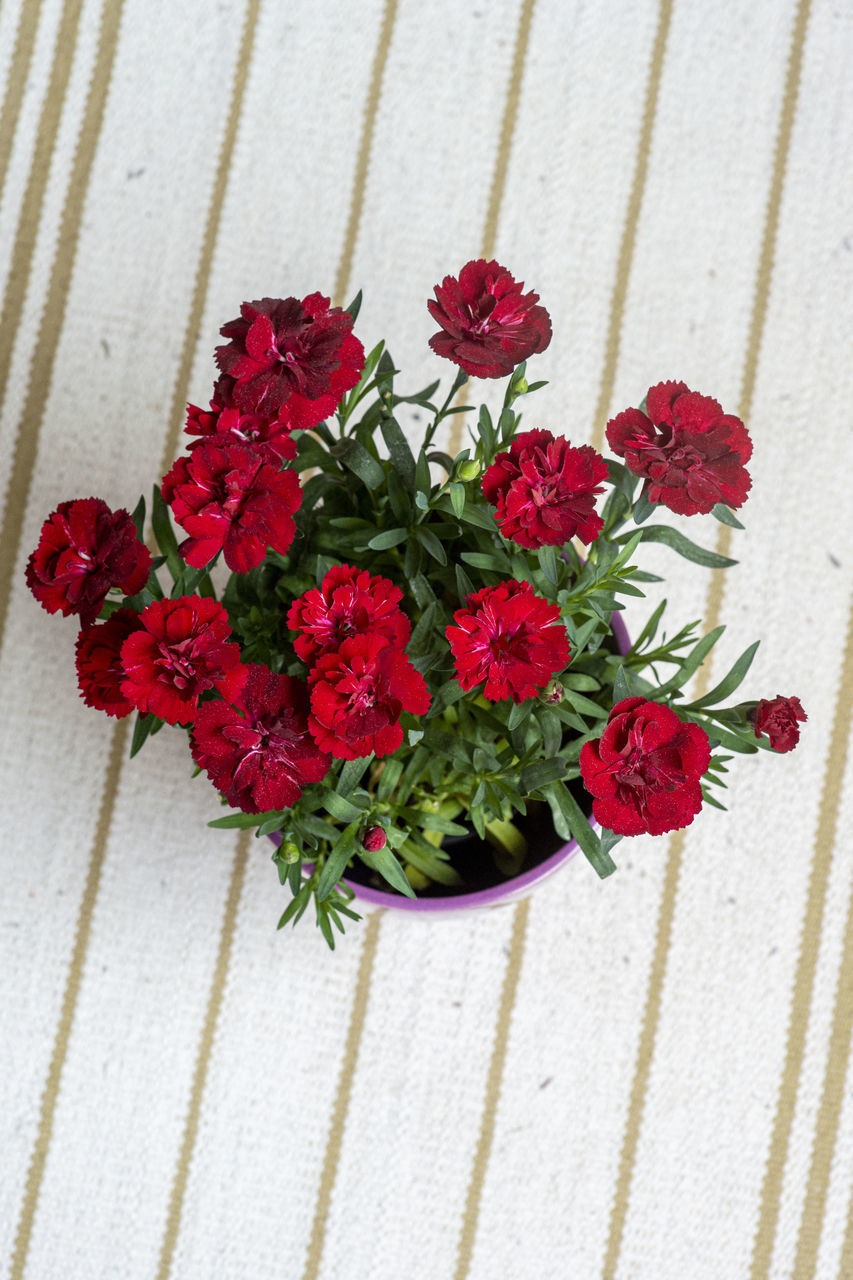 HIGH ANGLE VIEW OF RED FLOWER BOUQUET ON TABLE