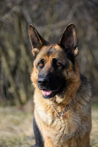 Close-up portrait of a dog