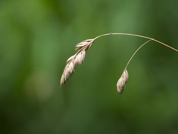 Close-up of cereal plant