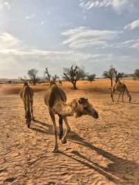 Camels walking on desert