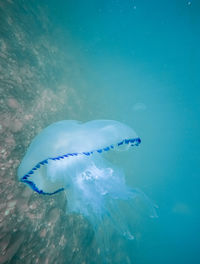 Close-up of jellyfish swimming in sea