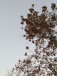 Low angle view of tree against clear sky