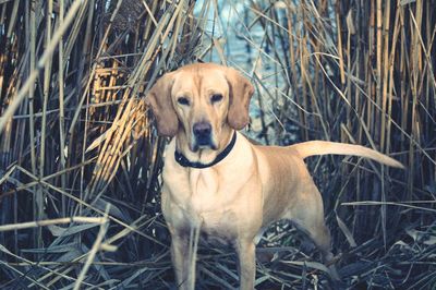 Portrait of dog