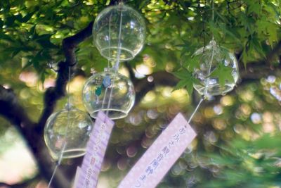 Close-up of glass hanging from tree