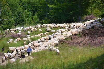 Rear view of woman with sheep walking on field