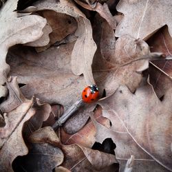 Close-up of ladybug on dry leaves