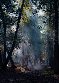 Trees in forest during autumn