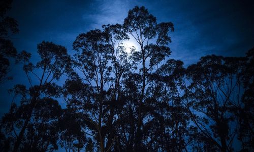 Low angle view of trees against sky