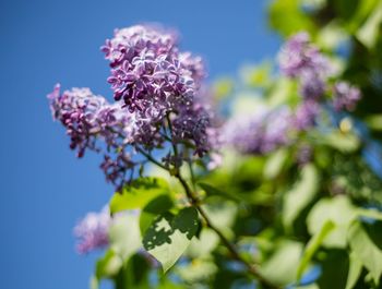 Low angle view of pink flowers