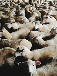 View of sheep in pen