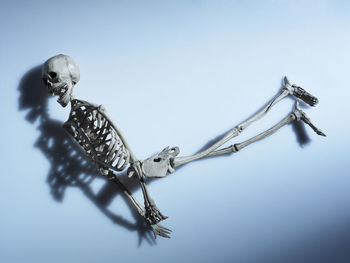Close-up of skeleton against blue background