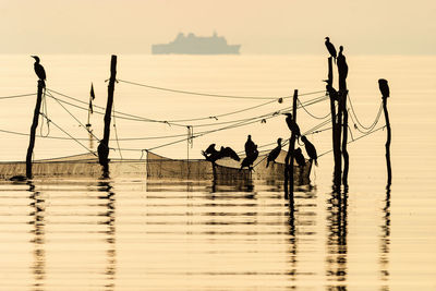 Cormorants birds in sunset by the sea and a ship at the horizon