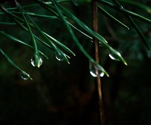 Close-up of water drops on grass