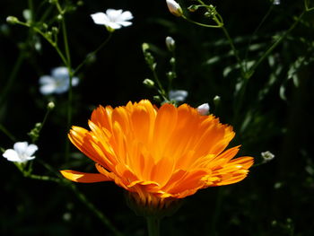 Close-up of orange flower