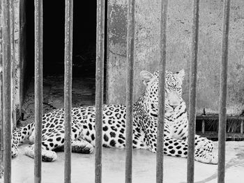 View of leopard in cage