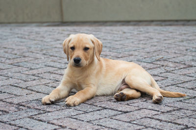 Portrait of dog sitting on footpath