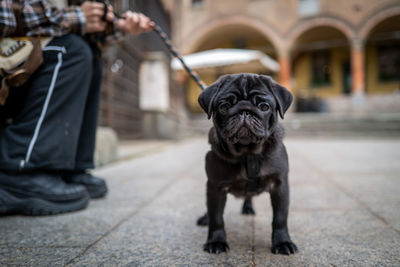 Portrait of dog on footpath