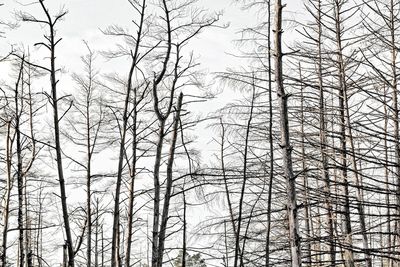 Low angle view of bare trees in forest during winter