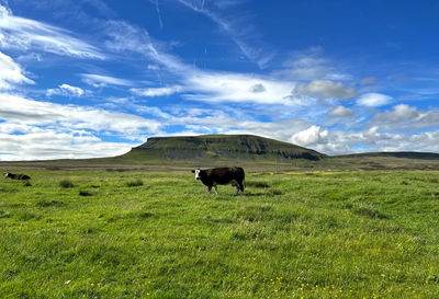 View over malham moor, with pen-y-ghent on the horizon, and cows in the foreground near settle, uk