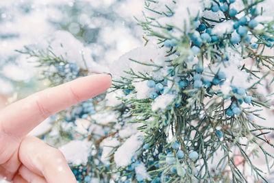 Close-up of hand holding flowers