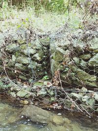 Close-up of plants against blurred water