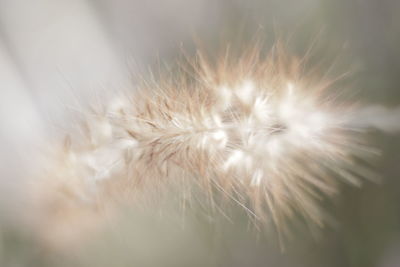 Close-up of dandelion growing outdoors