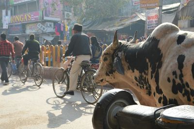 Side view of cow on street