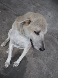 High angle view of dog looking away in city