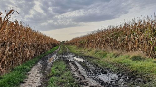 Road amidst field against sky