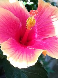 Close-up of pink hibiscus blooming outdoors