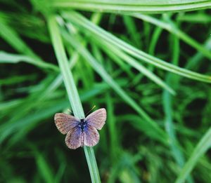 Close-up of butterfly on flower