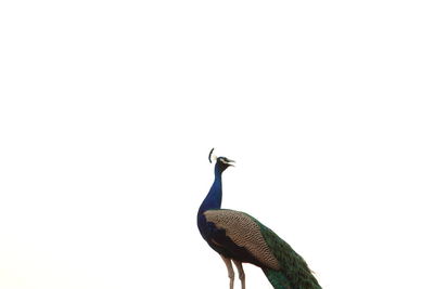 Close-up of bird perching on tree against clear sky