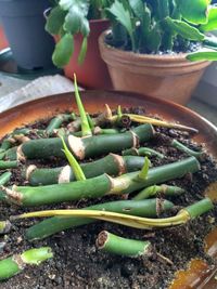 High angle view of vegetables on potted plant