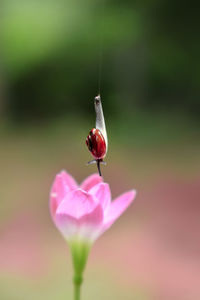 Close-up of insect on pink flower