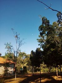 Trees against clear blue sky