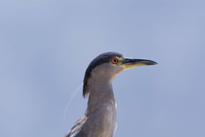 Close-up of a bird against clear sky