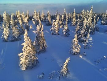 Frozen trees against sky during winter