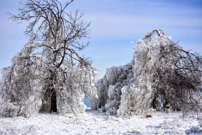 Snow covered land and trees against sky