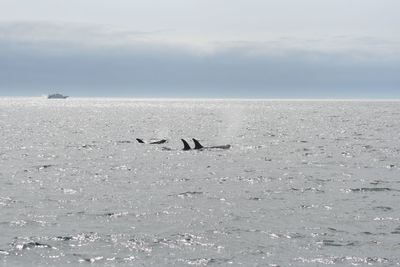 Whales swimming in sea