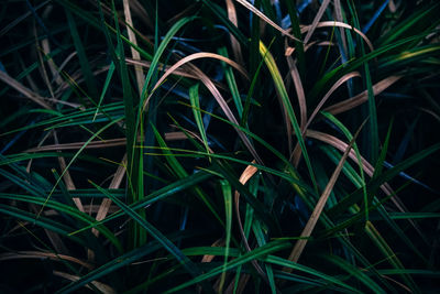 Full frame shot of plants growing on field