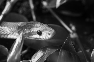 Close-up of snake