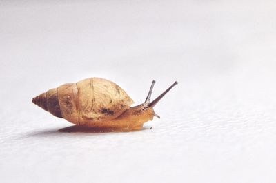 Close-up of grasshopper on white background