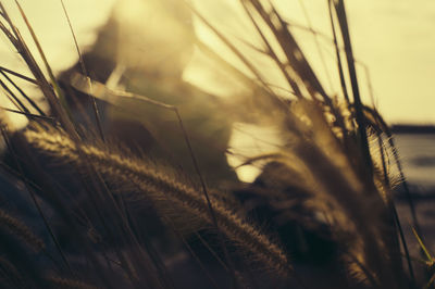 Close-up of wheat