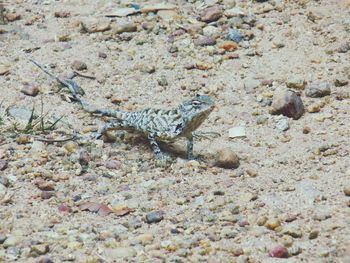 Close-up of lizard on rock at beach