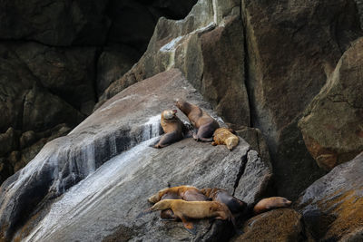 High angle view of sea lion on rock