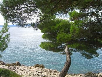 Trees by lake