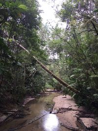 Scenic view of river amidst trees in forest