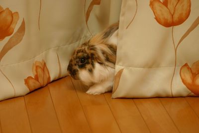 Dog lying on sofa