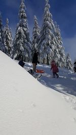 Trees on snow covered land against sky